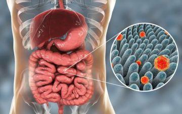 benefits and harm to the intestines, contraindications, reviews